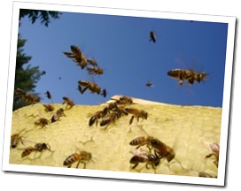 983609_bees_flying_in_blue_sky